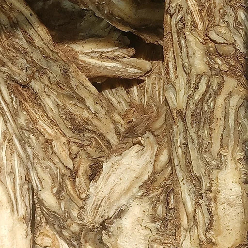 Dong Quai Extract ingredient photograph