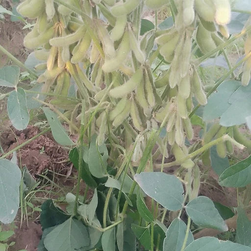 Soybean plant, a dietary source of L Tyrosine