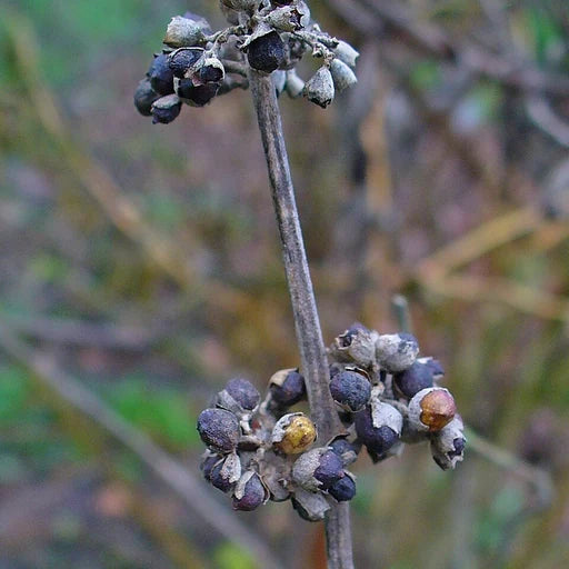 Chasteberry Extract ingredient photograph