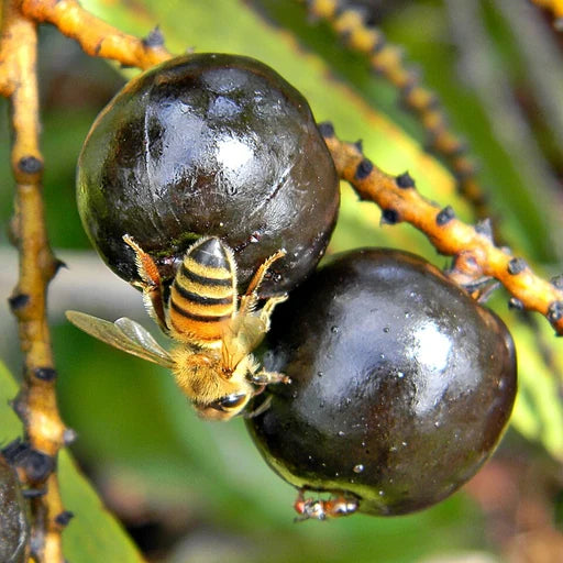 Saw Palmetto Extract ingredient photograph