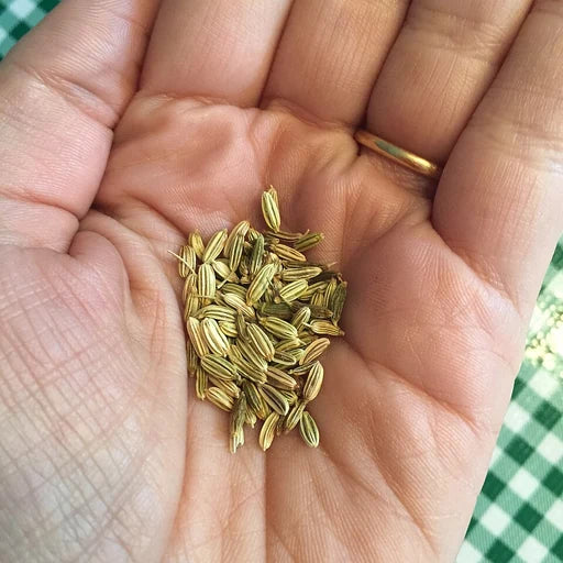 Fennel ingredient photograph
