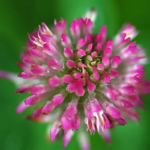Red Clover Extract ingredient photograph