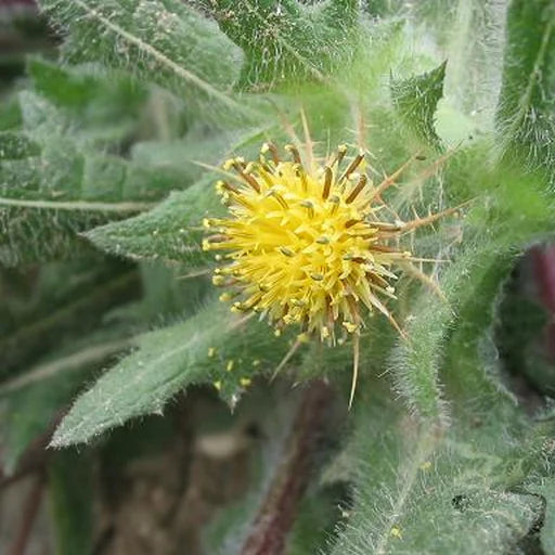 Blessed Thistle ingredient photograph